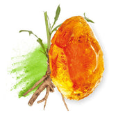 FIBREGUM